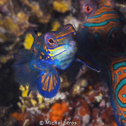 Mandarin dragonet by Michal Štros 